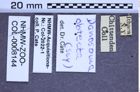 Etikette zu Danosoma obtecta (Say, 1836) (NHMW-ZOO-COL-0008144)